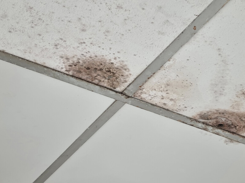 Почему появляется плесень и как от нее избавиться